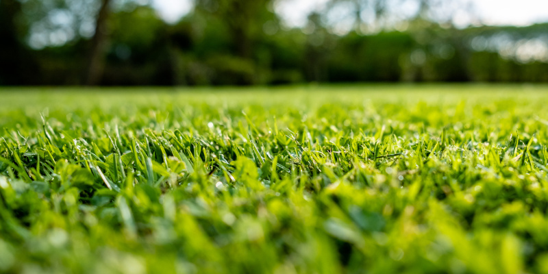 Lawn Fertilization in Columbia, South Carolina